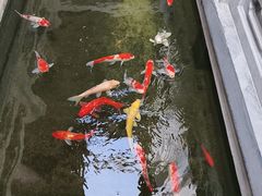 -鲤院·新中式美学·庭院餐厅(夫子庙店)
