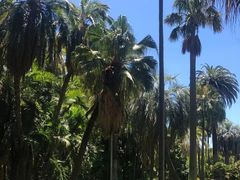 -墨尔本皇家植物园