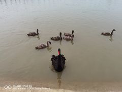 -池杉湖湿地公园