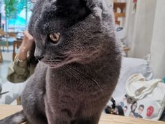 -藏猫猫咖啡主题馆(中央大道店)