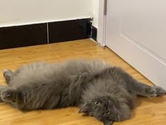 -纳吉亚猫专科动物医院博雅分院