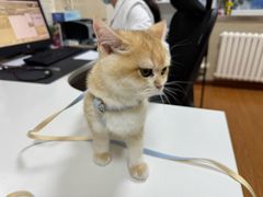 -北京观赏动物医院·24小时大型综合·猫专科·异宠专科