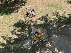-西霞口神雕山野生动物世界
