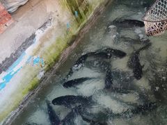 -姥家大锅台水库渔家