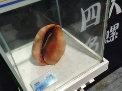 -贝壳梦幻世界