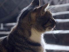 -钦宠·猫咪售卖·洗护·寄养(东圃旗舰店)