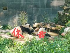 -中国大熊猫保护研究中心雅安碧峰峡基地