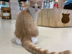 -藏猫猫咖啡主题馆(中央大道店)