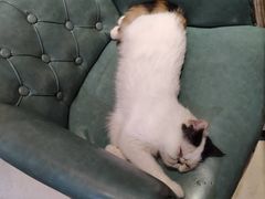 -猫色咖啡·猫咖