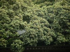 -杭州植物园