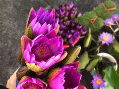 -桂林市花鸟市场