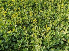 -中国天府农业博览园