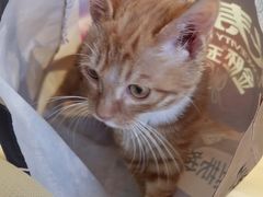 -瑞鹏宠物医院•异宠•宠保定点•流浪定点救助宠物医院(青祁店)