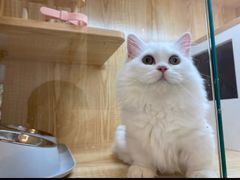 -山宅一喵德文卷毛猫舍