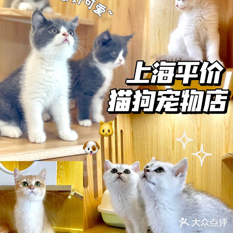 上海宠物店推荐|找到了买猫狗的好地方！