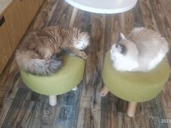 -喵匠猫主题咖啡(凯德和平广场店)