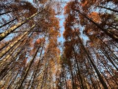 -桤木河湿地公园