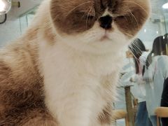 -喵园·猫主题咖啡厅·撸猫·猫咖(国贸店)