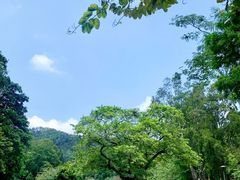 -深圳仙湖植物园