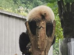-卧龙中华大熊猫苑神树坪基地