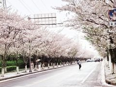 -高东镇樱花园