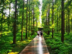 -黄海国家森林公园