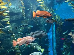 -瑞普利水族馆