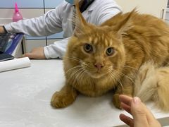 -中农国际动物医院24小时·猫科·骨科·急重症中心