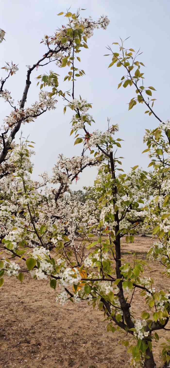 梨花村万亩梨园-"大兴区庞各庄的万亩梨园,是我们几乎每个春.