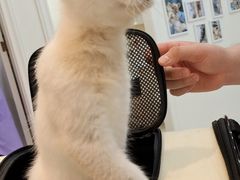 -瑞派康怡24h宠物医院·犬猫医疗中心·微创绝育(瑞景分院)