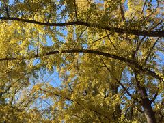 -三里屯东五街银杏大道