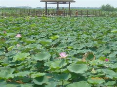 -大湾区中央湿地公园