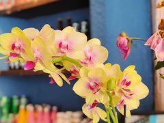 -绝城芋儿鸡(犀浦旗舰店)