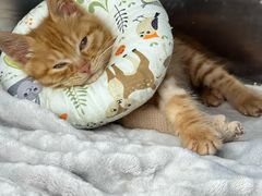 -萌兽医馆·宠物医院·猫骨科(创景店)