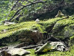 -大连天门山国家森林公园
