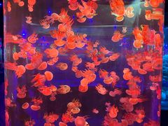 -杭州长乔极地海洋公园