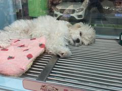 -FAELING PETS美天灵宠物(合生汇店)