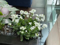 -园林格兰云天大酒店-太极名厨中餐厅