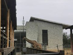 -石家庄市动物园