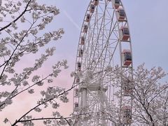 -顾村公园
