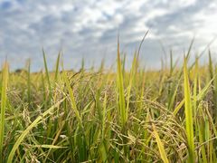 -光明小镇欢乐田园