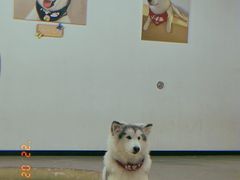 -Husky Go! 哈士奇体验馆·宠物咖啡厅狗咖