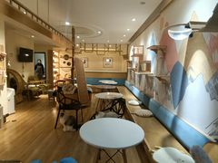 -滚猫咖啡·猫咖·猫友好撸猫(未来城店)