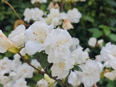 -木兰云雾山