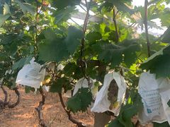 -马陆小张葡萄园农家乐