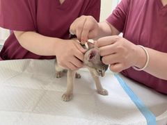 -纳吉亚猫专科动物医院博雅分院