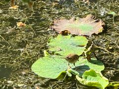 -莲池书院博物馆