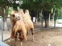 -长白岛森林公园