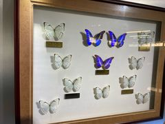 -上海昆虫博物馆