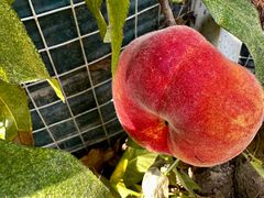 -北纬44度·金珠花海休闲农业旅游景区